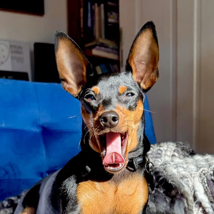 Django the Minpin