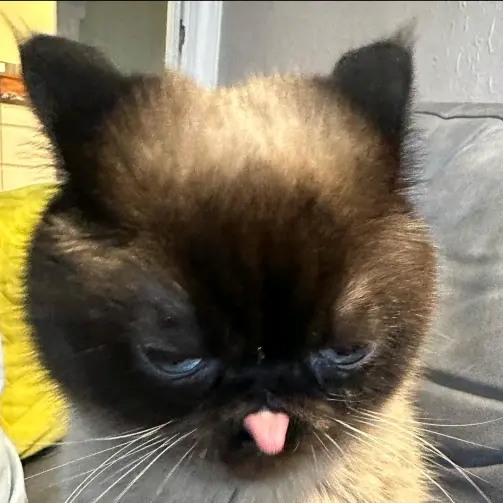 ✨️🪷コラリー🪷✨️