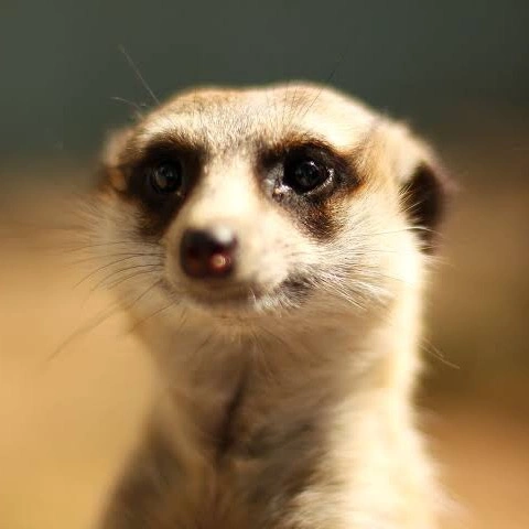 Meerkat