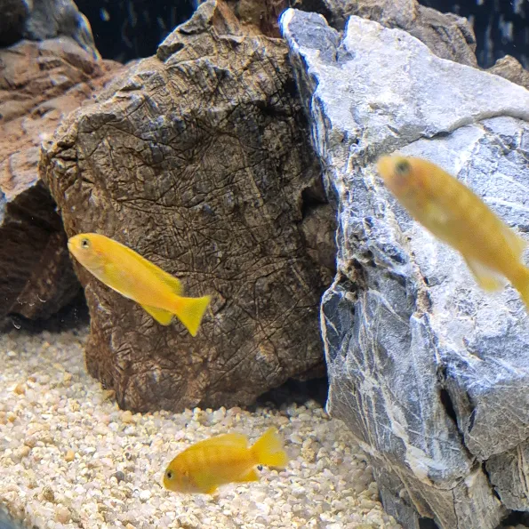 AquaLife Chronicles