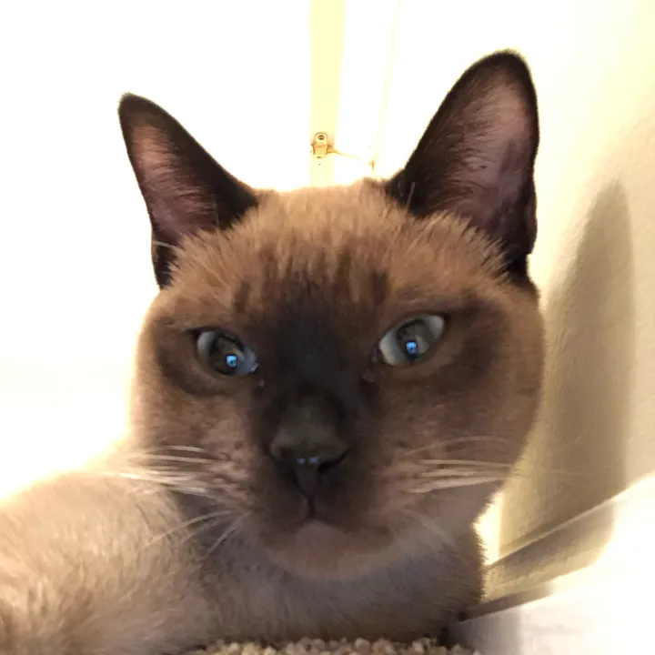 CatsOfTik