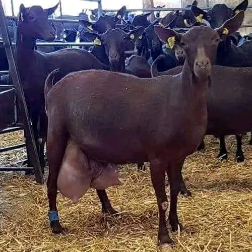 agriculture في الوطنالعربي