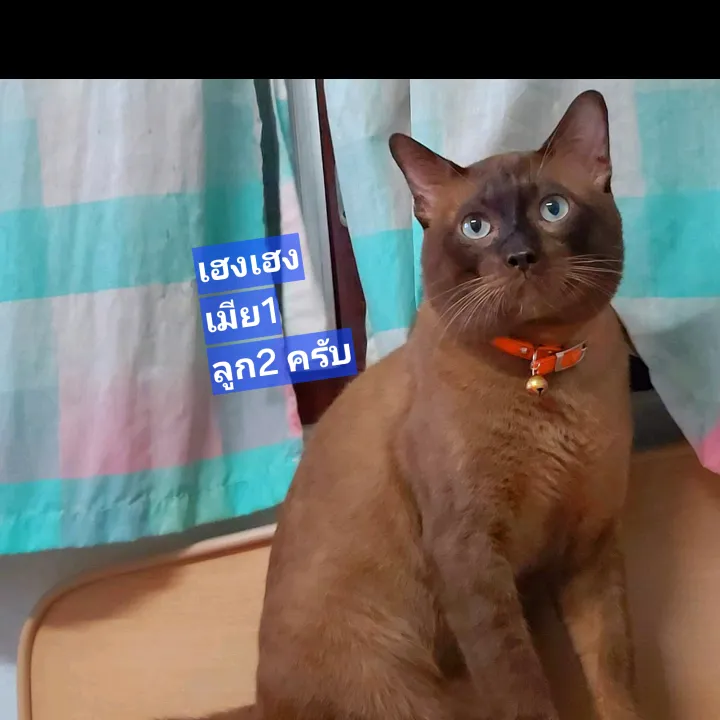 เฮงฮัวจูจิน-CatFamily