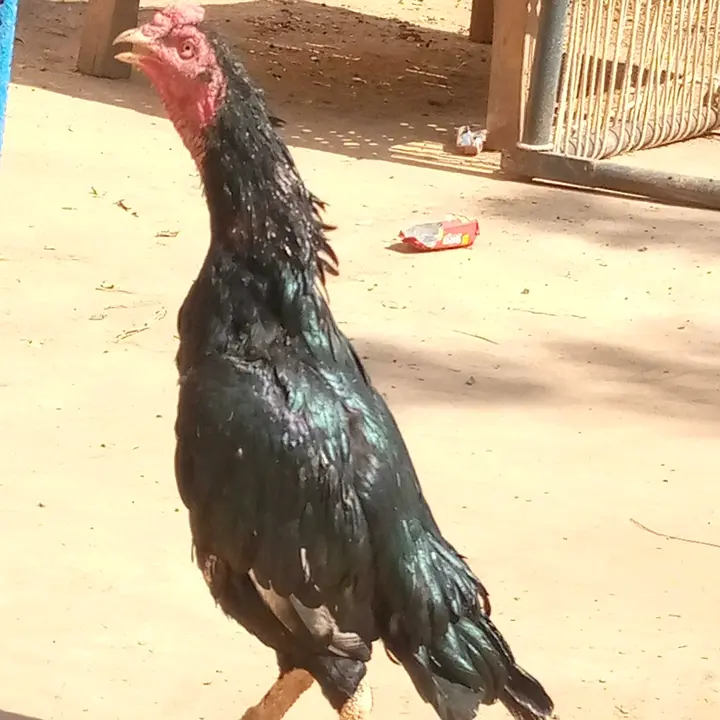 RehmaniaseelA49