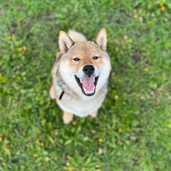 Benji