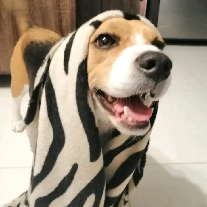 davisito_pro19