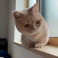 むぎあお🐈🐈🐈