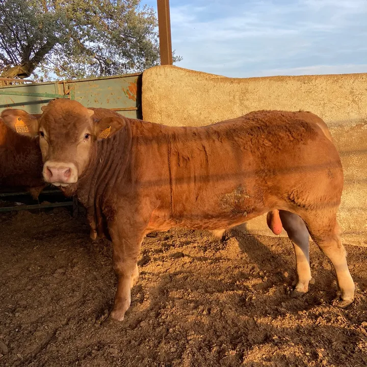 Ganadería García Graus