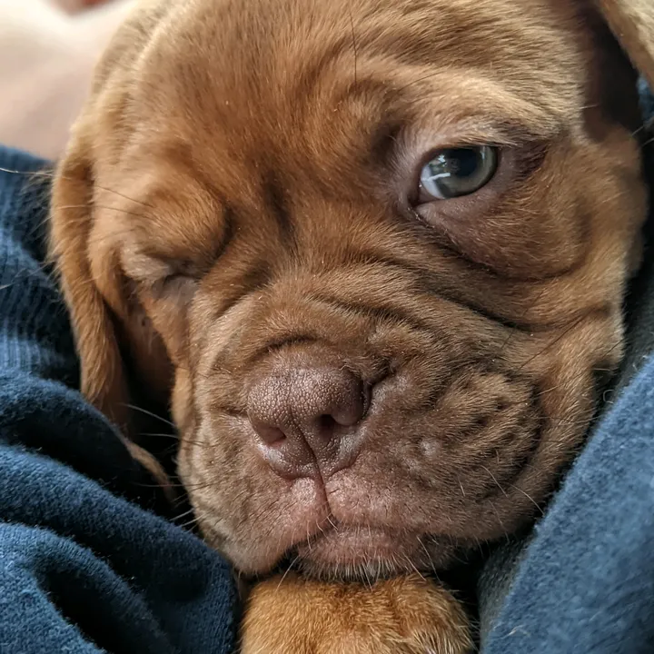 bosco