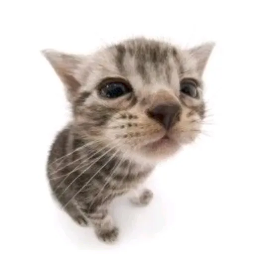 ツ