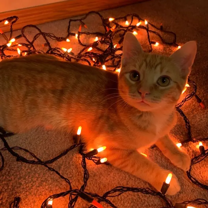🧡🍂