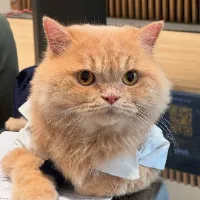 Whiskey The Naughty Cat