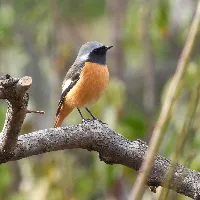 A_natureza_me_chamou