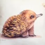 Echidna