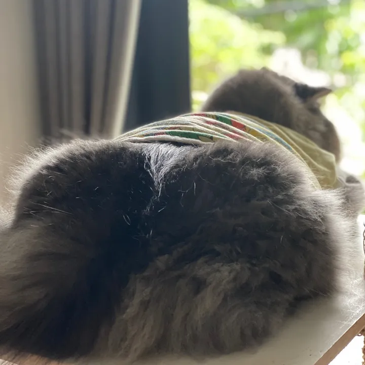 Mô rất đô 🦁