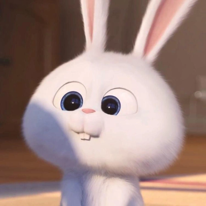 🐰🤍