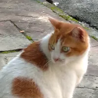 Kedai Vitamin Kucing