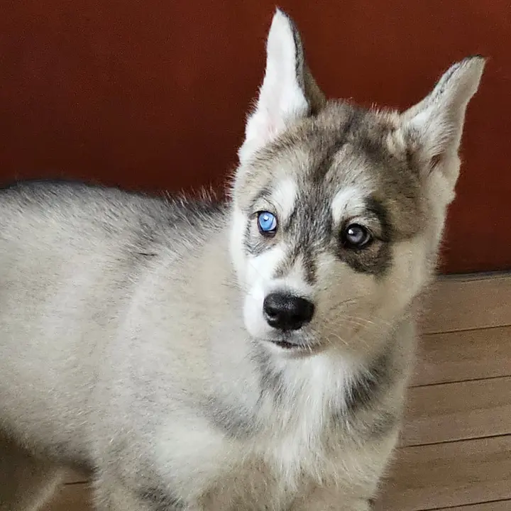 AzuraLaHusky