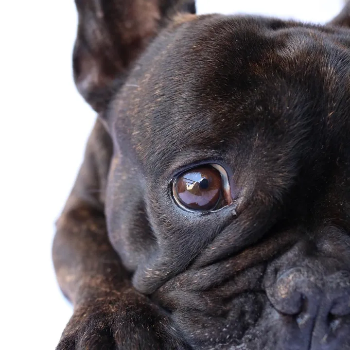 Pierre Frenchie