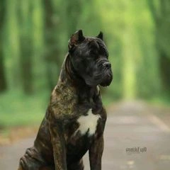 Валерий Пинчук