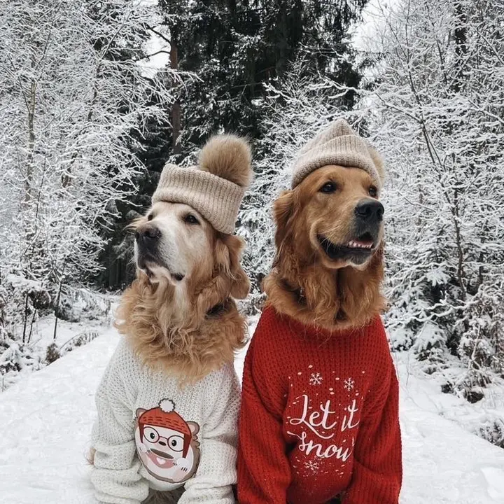 ⋆ ꒰🎅🏻꒱𝐎𝐂𝐓𝐀!🦌🐾
