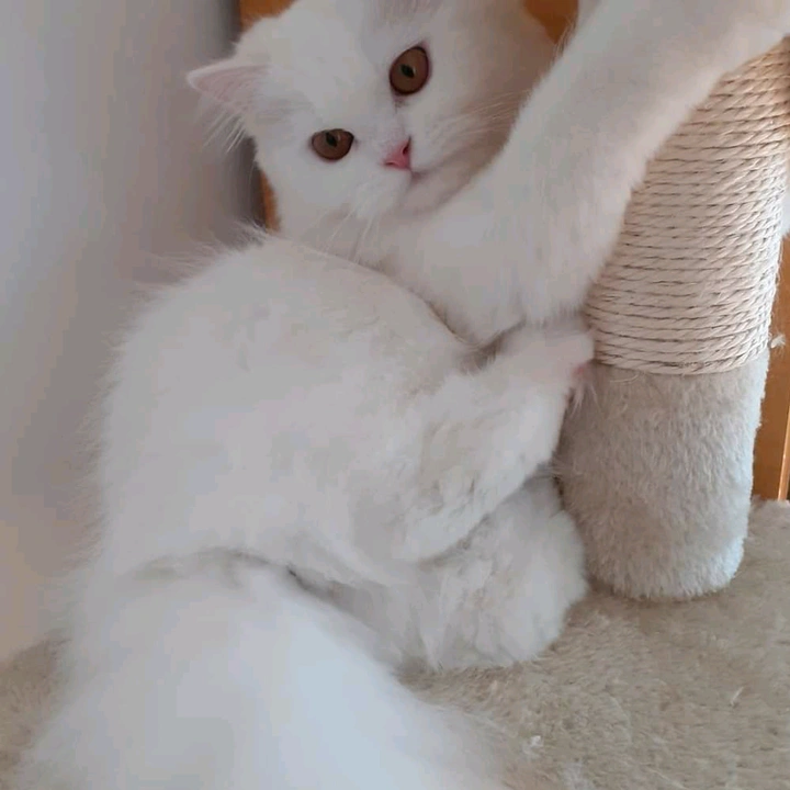 Felly