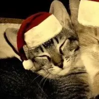 🩵❄️FROST❄️🩵