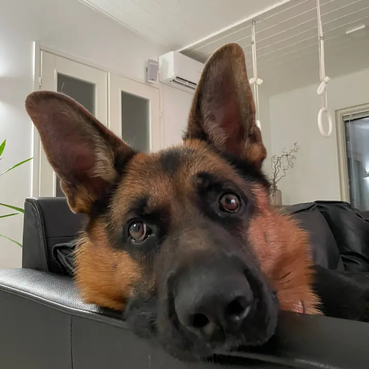 Nero 🐶