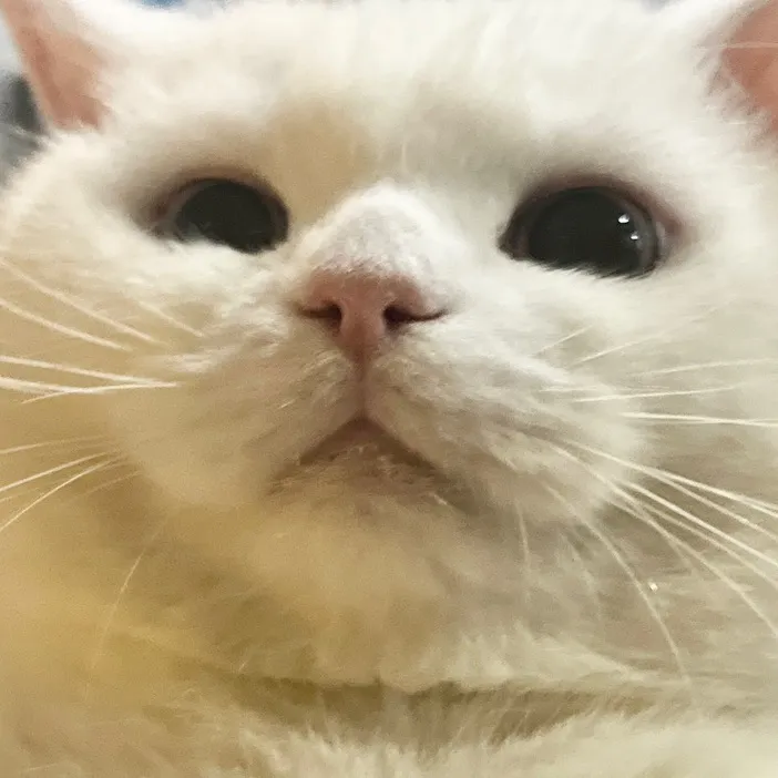 แมวอ้วน 3 แสบ🐱✨