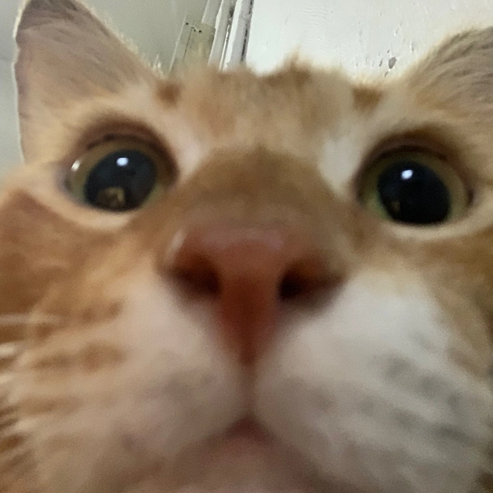 stockingscat