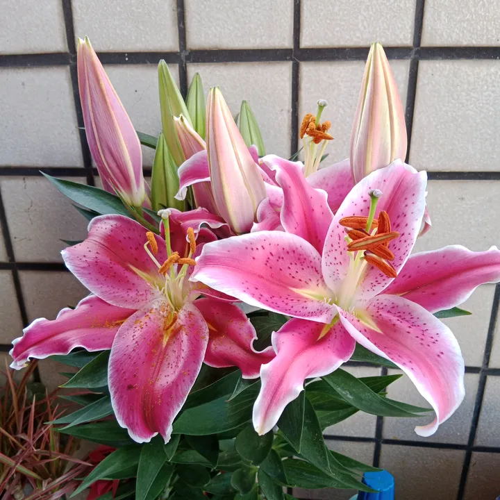 (✷‿✷)GALANG PUSA🇹🇼🇵🇭