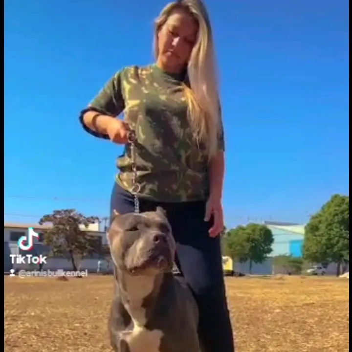 Arini's Bull Kennel