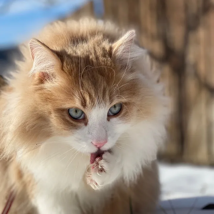 Floki Lion Cat