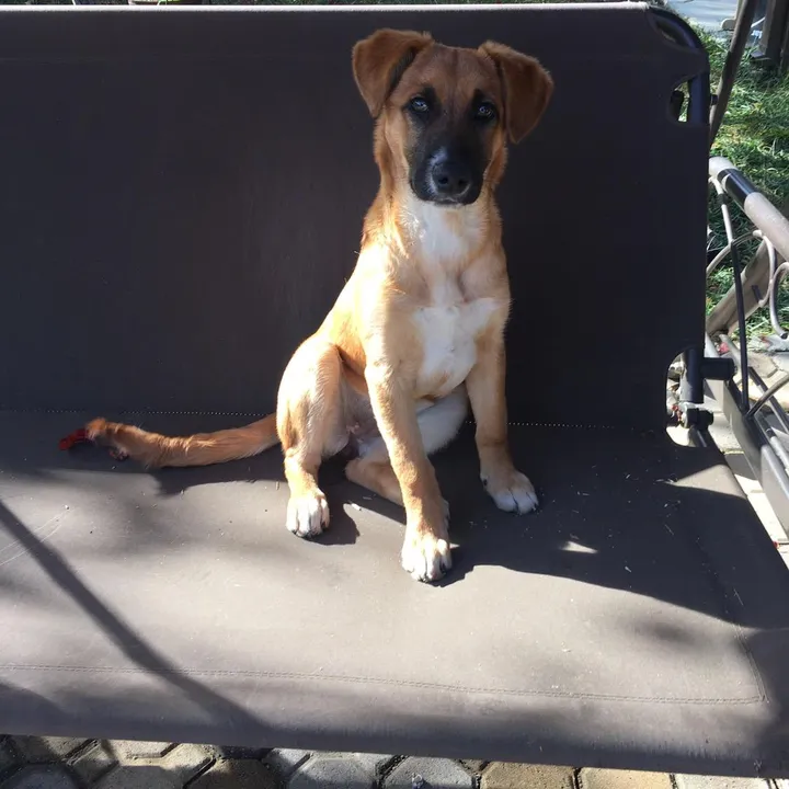 Levi