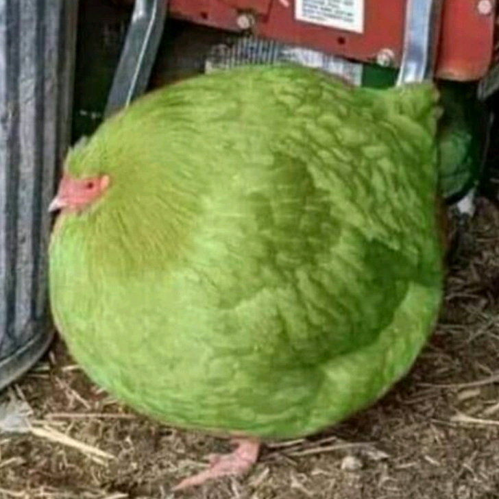 GreenChicken-Fat-likeyou