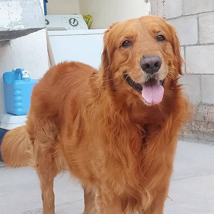 Bruno Golden