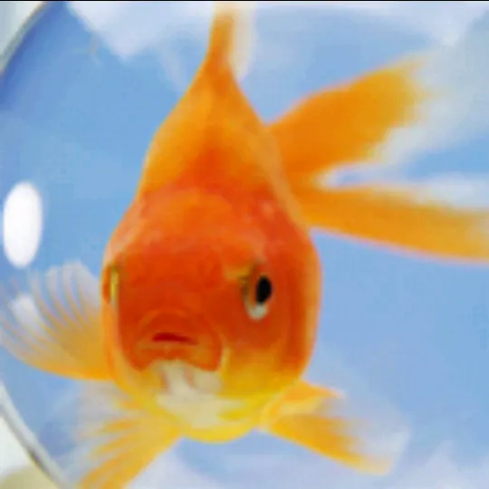 VistaGoldfish