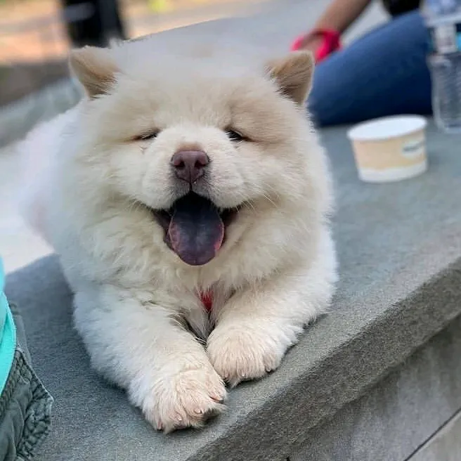 Chow Chow World 🐶