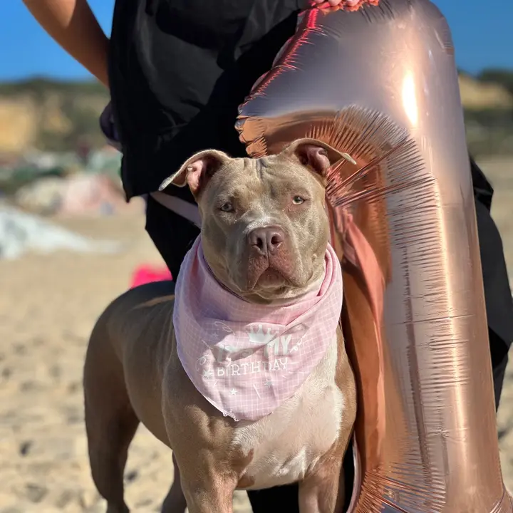 DAYRA, A PITBULL 🎀