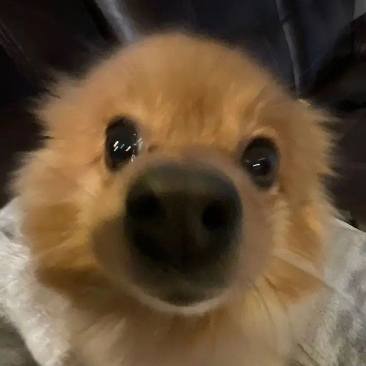 Cola_The_Dog