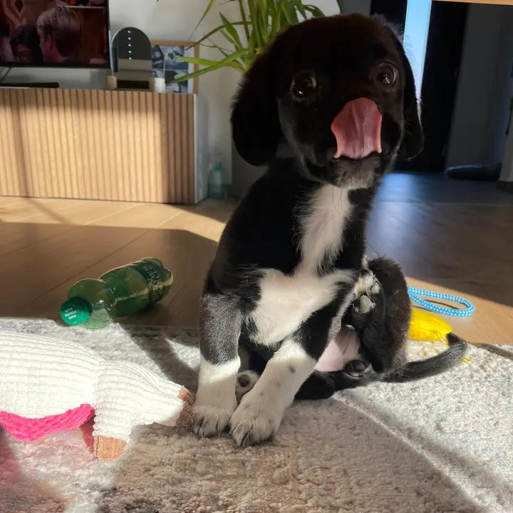 RaisingPoppy🐶