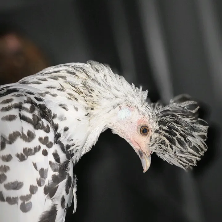 BuckbeDowds Family Farm