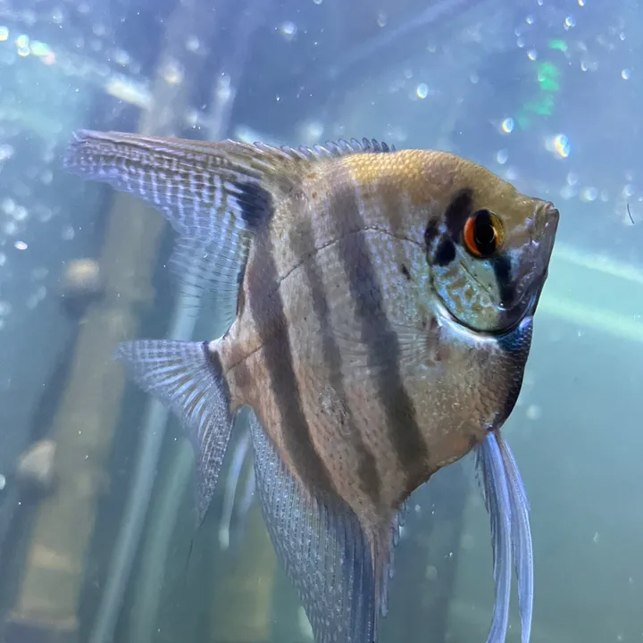 Tropical Fish
