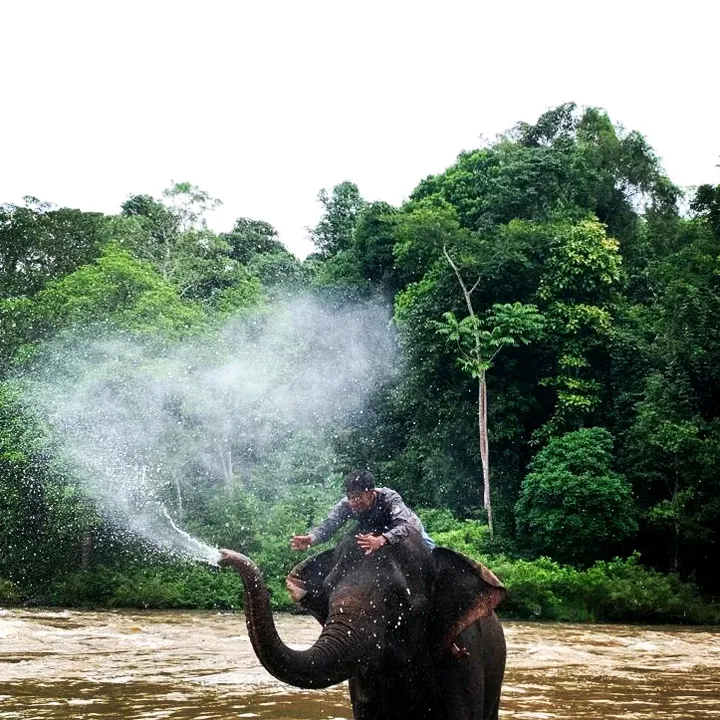 Alfian Maulana Rizky 🇮🇩