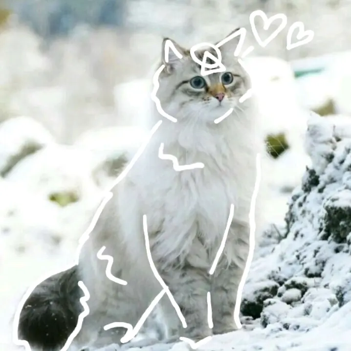 ⨺⃝   🐱 SIᗷᗴᖇIᗩᑎ  ᑭᗩᗯ  🐈 ⨺⃝