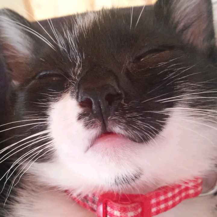 家猫3にゃんず😸🐱😼