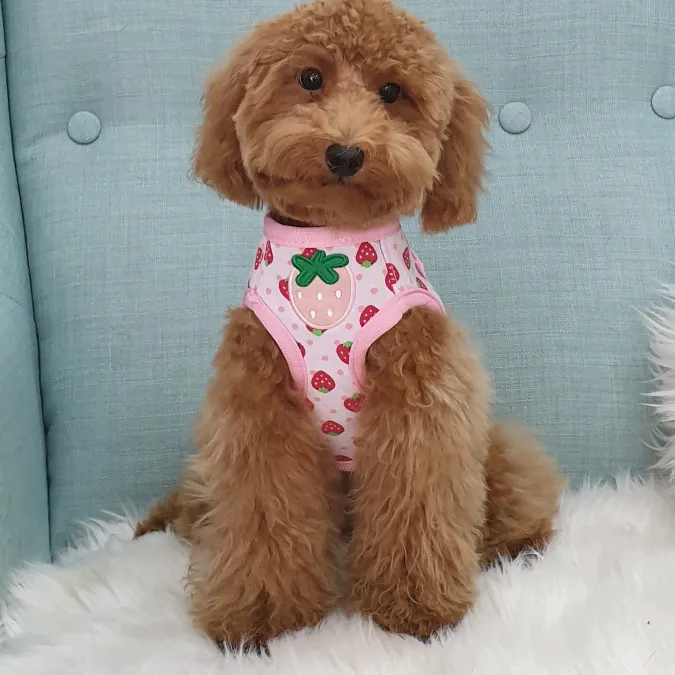 momo_thetoypoodles