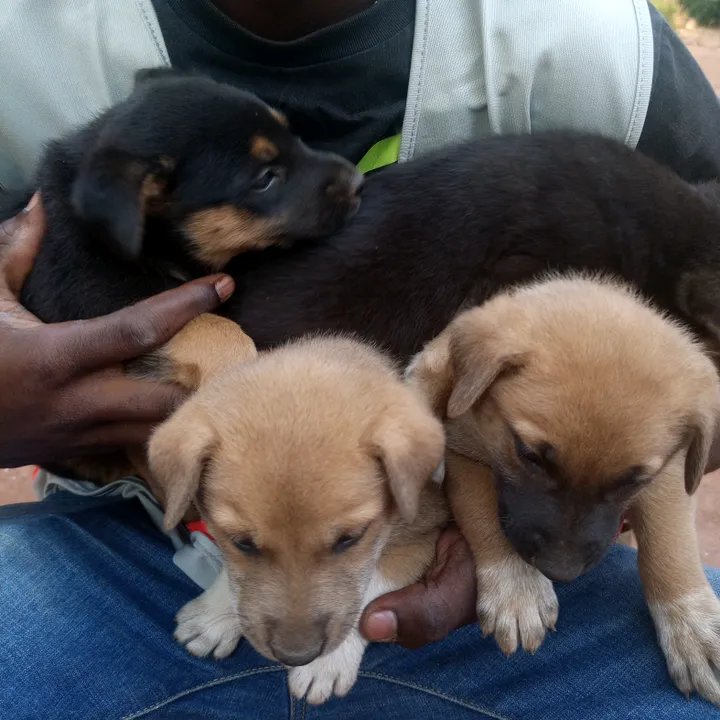 paul(Chance For Poor animals)