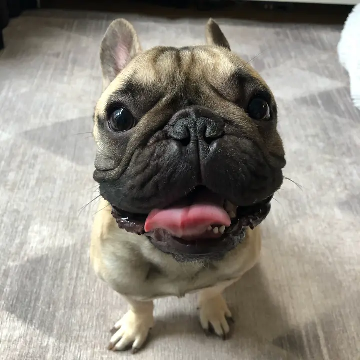 napoleonthefrenchie