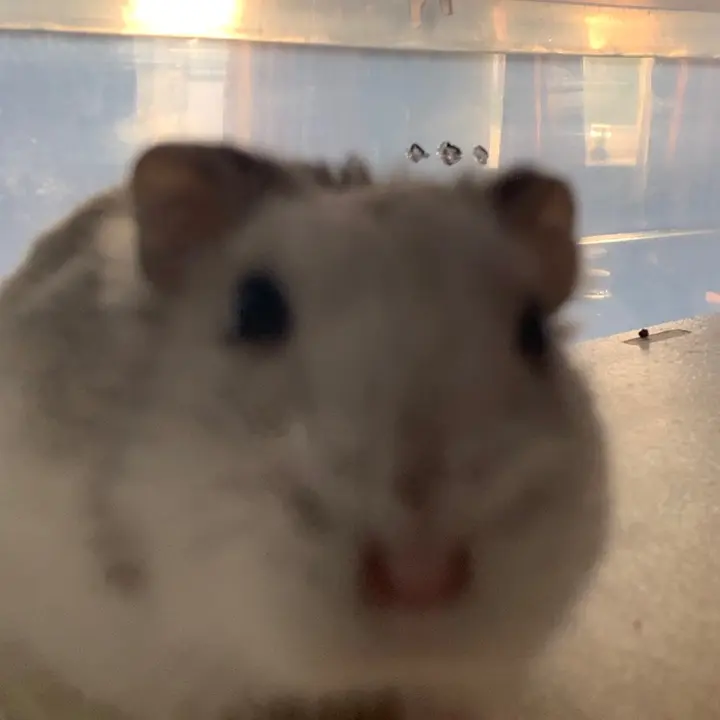 Vic The Hamster